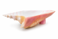Conch Bowls