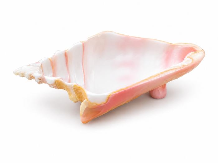 Conch Bowls