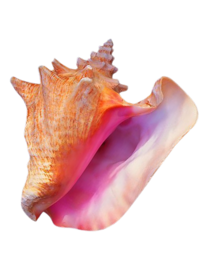 Conch Shells