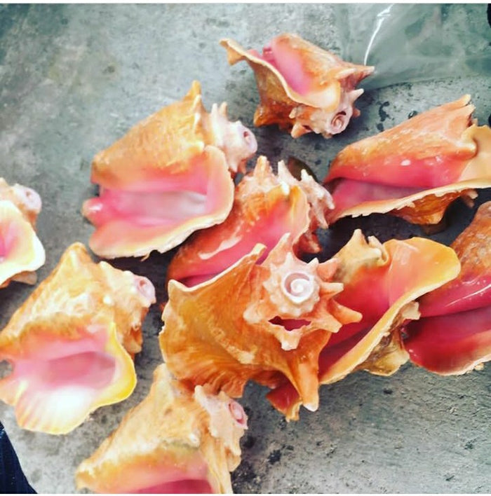 Conch Shells
