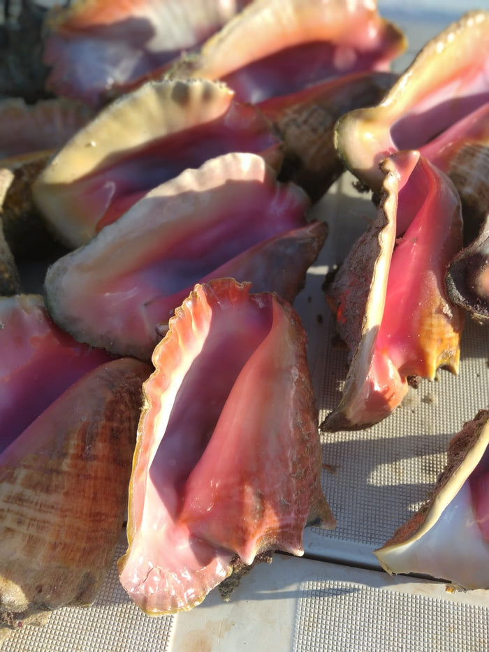 Conch Shells