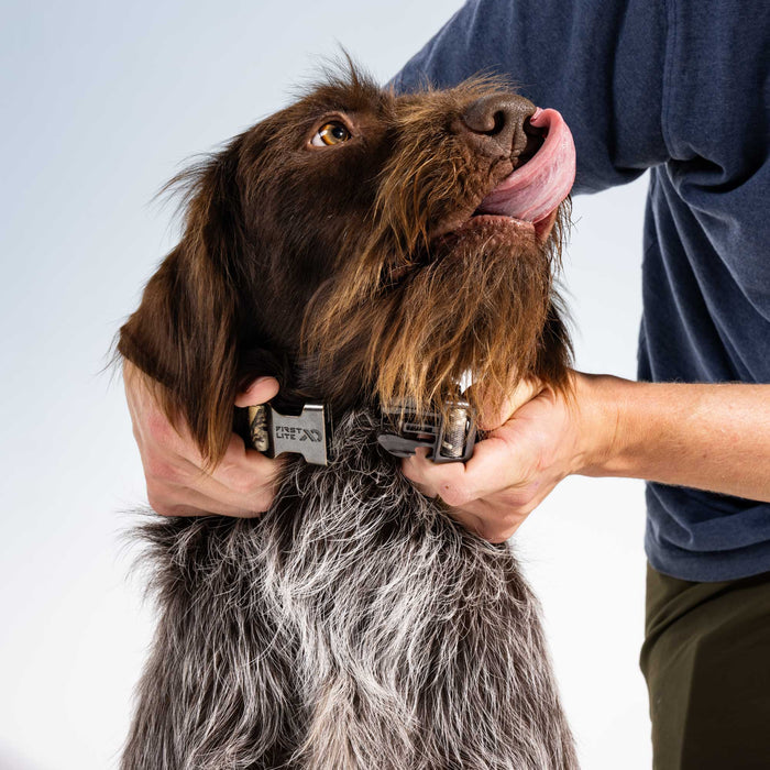 A close-up of a brown dog with a shaggy gray coat wearing a dog collar, with a person's hands adjusting the collar and holding the dog's head. The collar has a silver metal buckle with the brand name 'First Lite' visible.