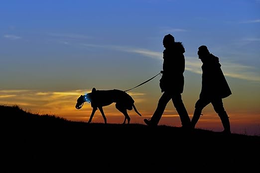 Night Scout Dog Collar