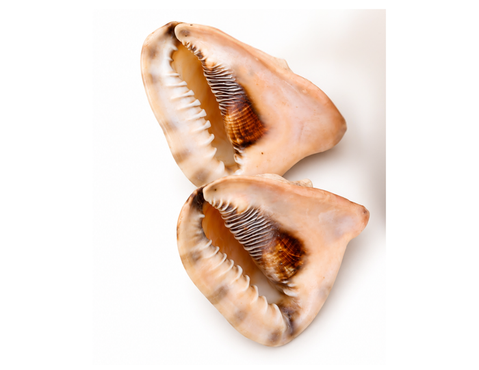 Shell Decor