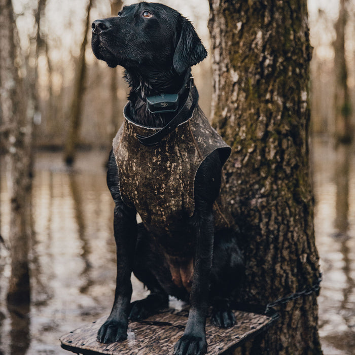 A wet black Labrador retriever wears a mottled camouflage hunting vest and an electronic training collar, sitting on a dog stand in a flooded forest.